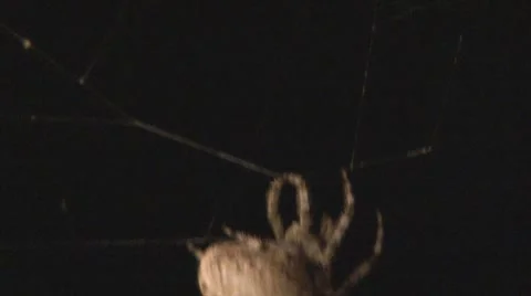Night shot of large orb spider on web Video stock 8826635