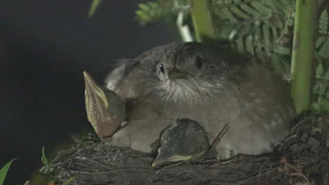 Night shot of Pale Breasted Thrush sitting in nest on her chicks. Stock Footage 293488917