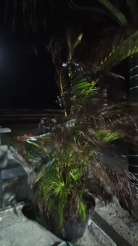 Night shot of a potted palm tree struggling in violent winds on a sandy beach Stock Footage 336361038