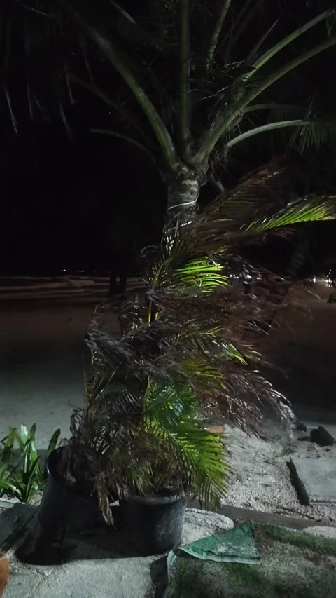 Night shot of a potted palm tree struggling in violent winds on a sandy beach Stock Footage 336392270