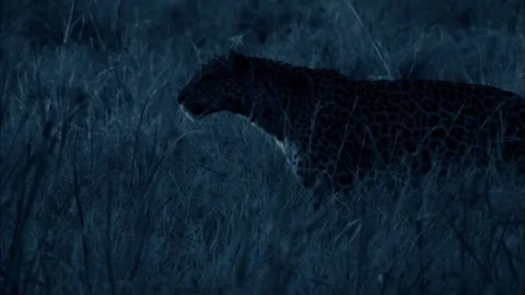 Night Shot Profile of Leopard, African Big Cat Low Light, 4K b-roll Stock Footage 340538590