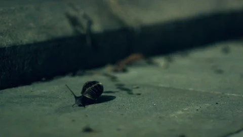 Night shot for a tiny snail crawling city street  with bid antenna and Stock Footage 147617462