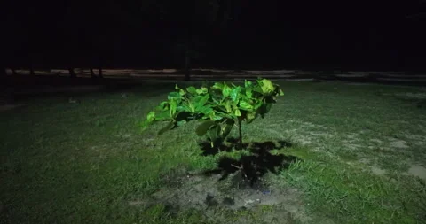 Night shot: tree swaying, spotlight shadow, waves crashing. Stock Footage 338145788