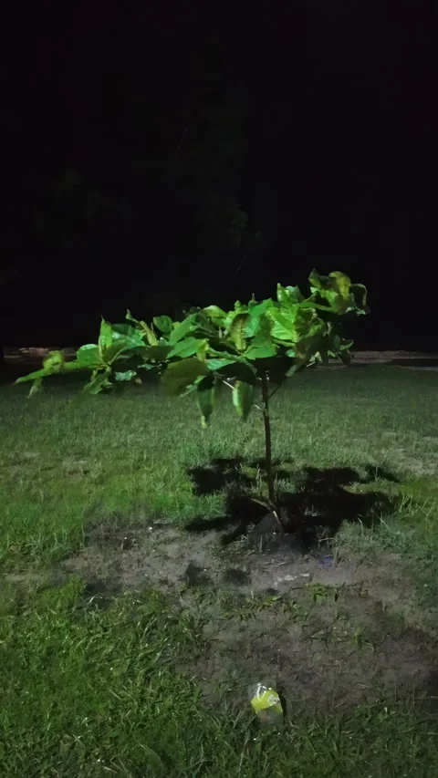 Night shot: tree swaying, spotlight shadow, waves crashing. Stock Footage 338146126