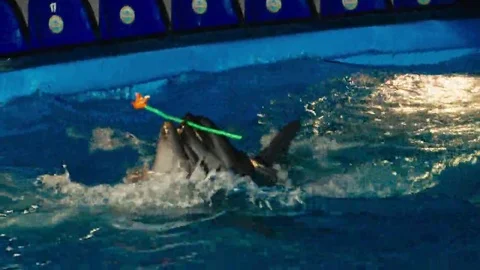 Night show at the Dolphinarium dolphins perform Stock Footage 69158853