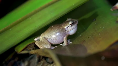 Night singing (mating calls) of common Сoqui frogs. Big island, Hawaii, USA Stock Footage 80181312