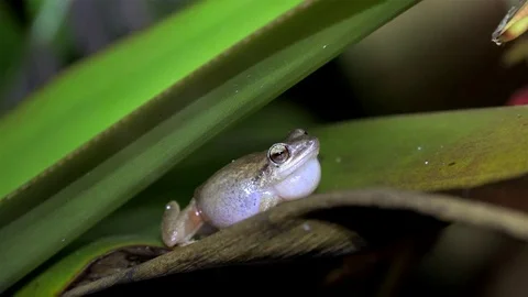 Night singing (mating calls) of common Сoqui frogs. Big island, Hawaii, USA Stock Footage 80181406