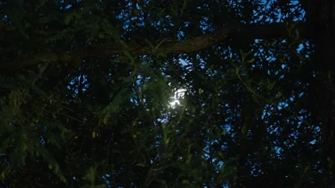 Night sky and moon light through tree branches in forest Stock Footage 165644040