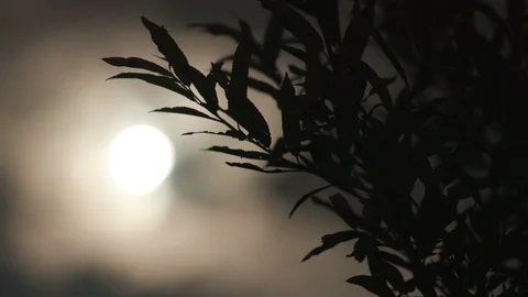 Night sky Stock Footage 117832338