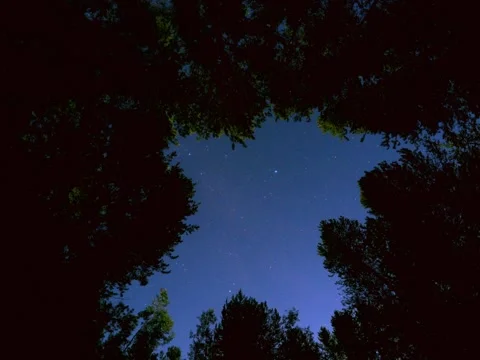 Night sky in the forest Stock Footage 315137756