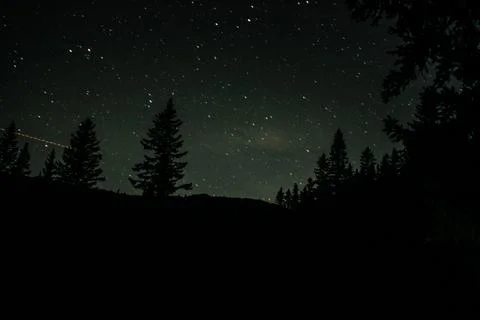 Night sky in the forest. Pine trees and stars at night. Photos