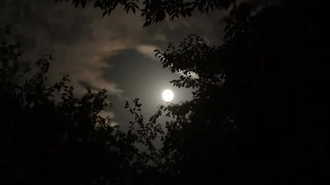 Night sky with full moon and clouds. Tree branches sway in wind in dark woods Stock Footage 319954769