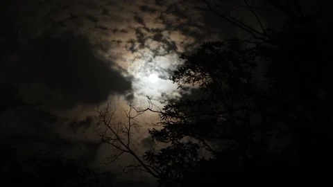 Night sky with full moon behind the clouds. Silhouette of trees in dark woods Stock Footage 319113224