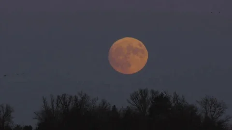 Night Sky Full Moon Stock Footage 75429425