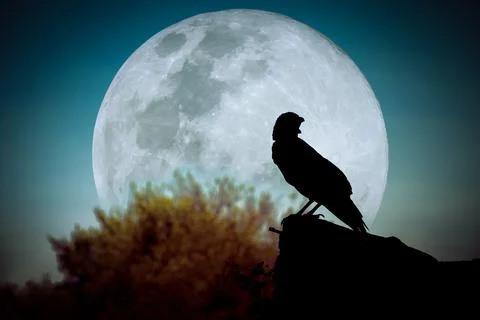 Night sky with full moon, tree and silhouette of crow Stock-Fotos
