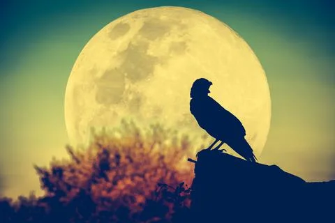 Night sky with full moon, tree and silhouette of crow Foto stock