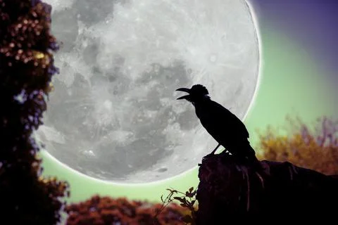 Night sky with full moon, tree and silhouette of crow Stock-Fotos