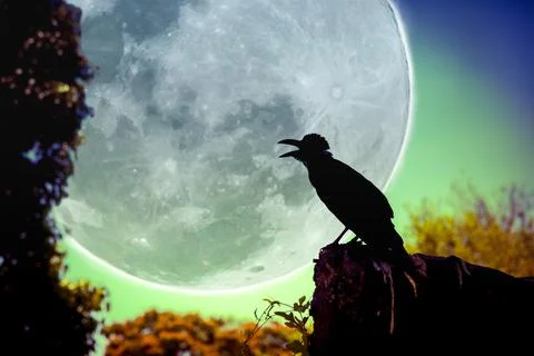 Night sky with full moon, tree and silhouette of crow Stock-Fotos