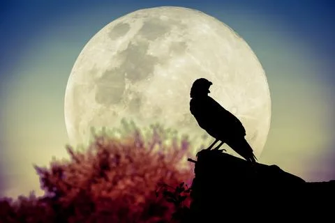 Night sky with full moon, tree and silhouette of crow Stock Photos