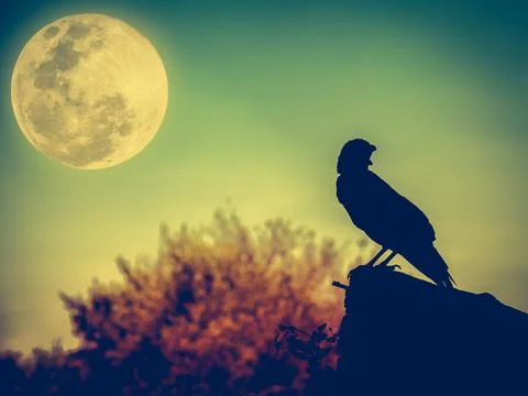 Night sky with full moon, tree and silhouette ofcrow that can be used for hal Stock Photos