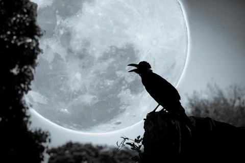 Night sky with full moon, tree and silhouette of crow Stock Photos