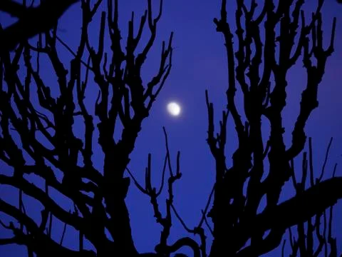 Night sky moon tree branches Stock Photos