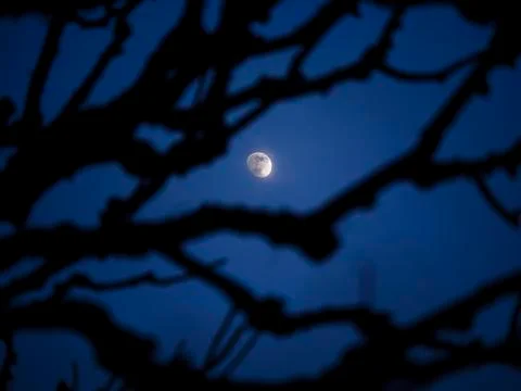 Night sky moon tree branches Stock Photos