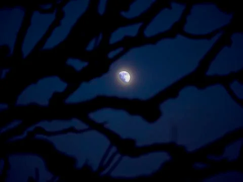 Night sky moon tree branches Stock Photos