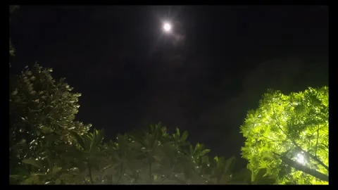 Night Sky with Moonlight above Trees Stock Footage 284730828