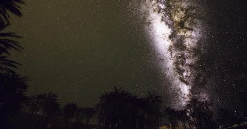 Night sky over palm trees with a stunning view of the Milky Way Ilustração Stock