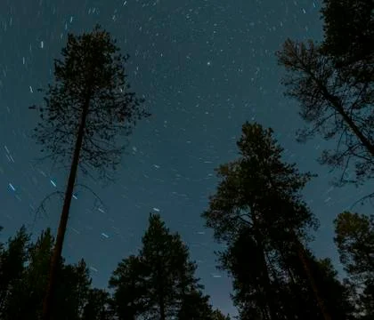 Night sky in pine forest Stock Photos