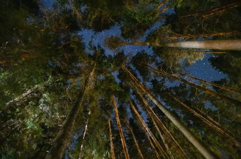 Night sky in a pine forest 库存照片