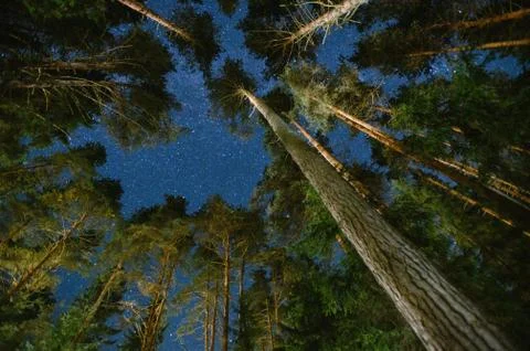 Night sky in a pine forest 写真素材