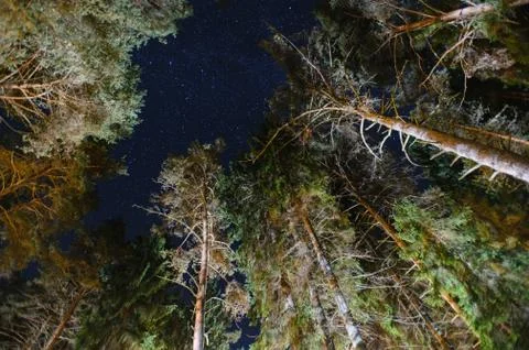 Night sky in a pine forest Stock Photos