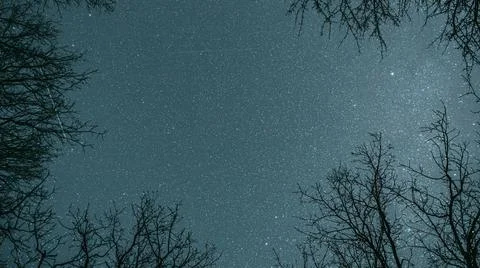 Night Sky Stars Above Oak Trees Branches In Early Spring. Natural Starry Sky Stock Photos