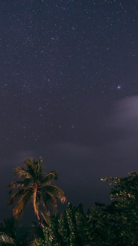 Night Sky Stars. Coconut Tree Palm On Background Of Natural Starry Sky Time Stock Footage 333474055