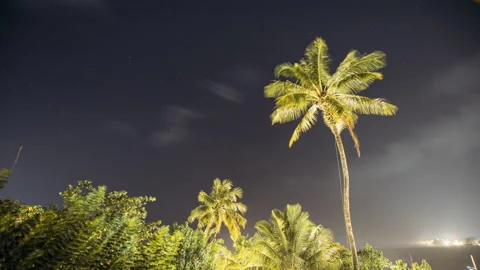 Night Sky Stars. Coconut Tree Palm On Background Of Natural Starry Sky Time Stock Footage 333484993