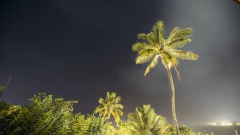 Night Sky Stars. Coconut Tree Palm On Background Of Natural Starry Sky Time Stock Footage 333485152