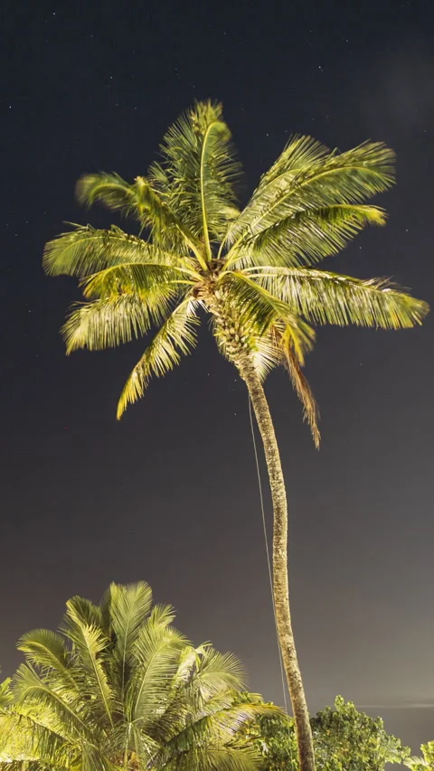 Night Sky Stars. Coconut Tree Palm On Background Of Natural Starry Sky Time Stock Footage 341394705