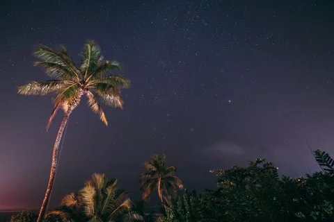 Night Sky Stars. Coconut Tree Palm On Background Of Natural Starry Sky Time Lap Stock Footage 342939497