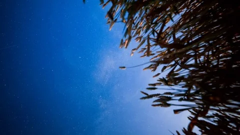 Night Sky throught the wheat Video stock 81703746