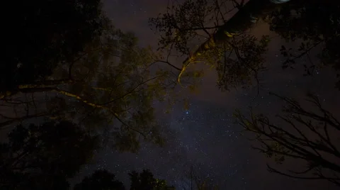 Night sky time lapse, looking up through trees. Stock-Footage 43631383