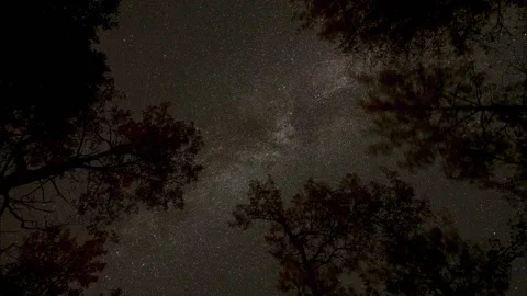 Night sky time lapse of the Milky Way with trees in the foreground shaking  Stock Footage 162049295