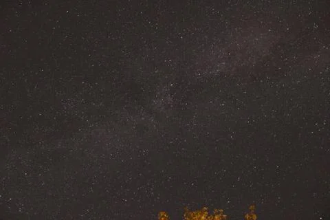 Night sky with tree crown. Stock Photos