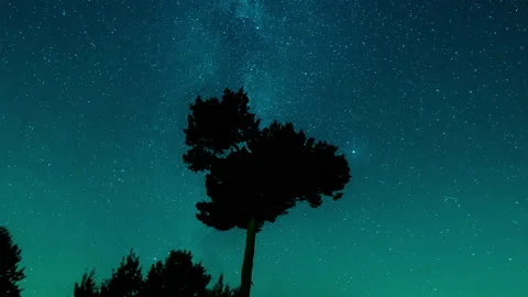 Night sky, Tree, Stars 库存影片 131095178