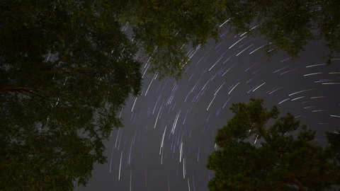 Night Sky Trees and Star Trails Stock Footage 246751446