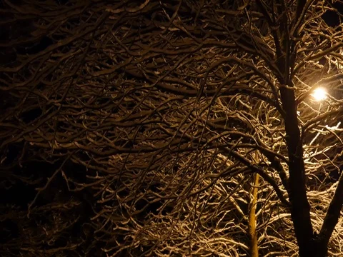 Night Snow-covered trees and street lamp Stock Footage 82902822