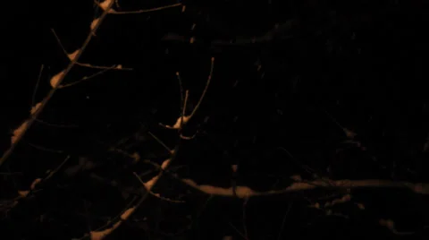 Night snowfall cover tree branches Stock Footage 33249195