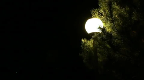 Night sphere light through branches. Video stock 60222766