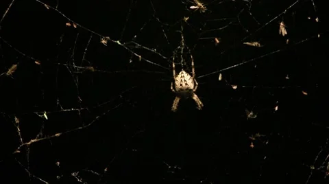 Night spider Stock Footage 8552130
